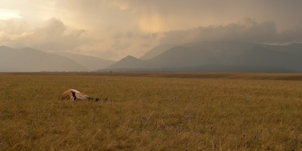 Pronghorn at sunset
