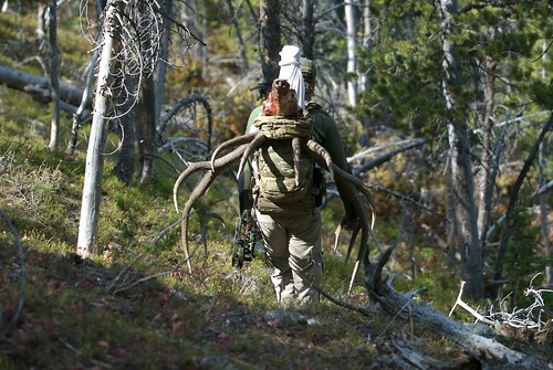 Hunter carrying elk antlers through forest terrain