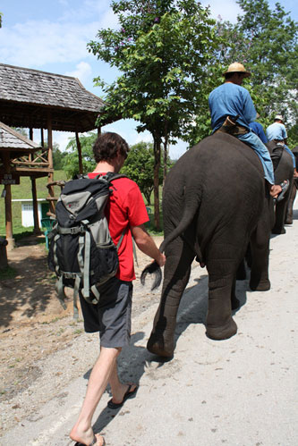 Man walking behind an elephant on pathway