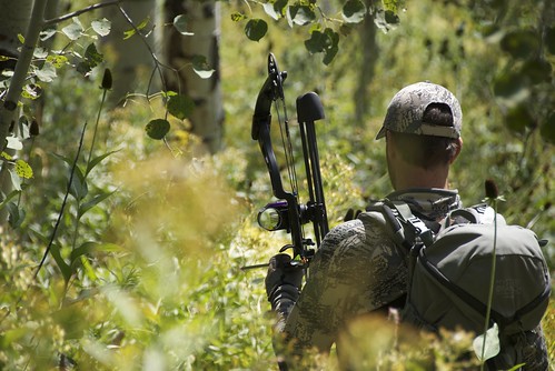 Stalking in a dense Aspen grove