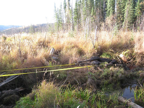 winching-out-moose