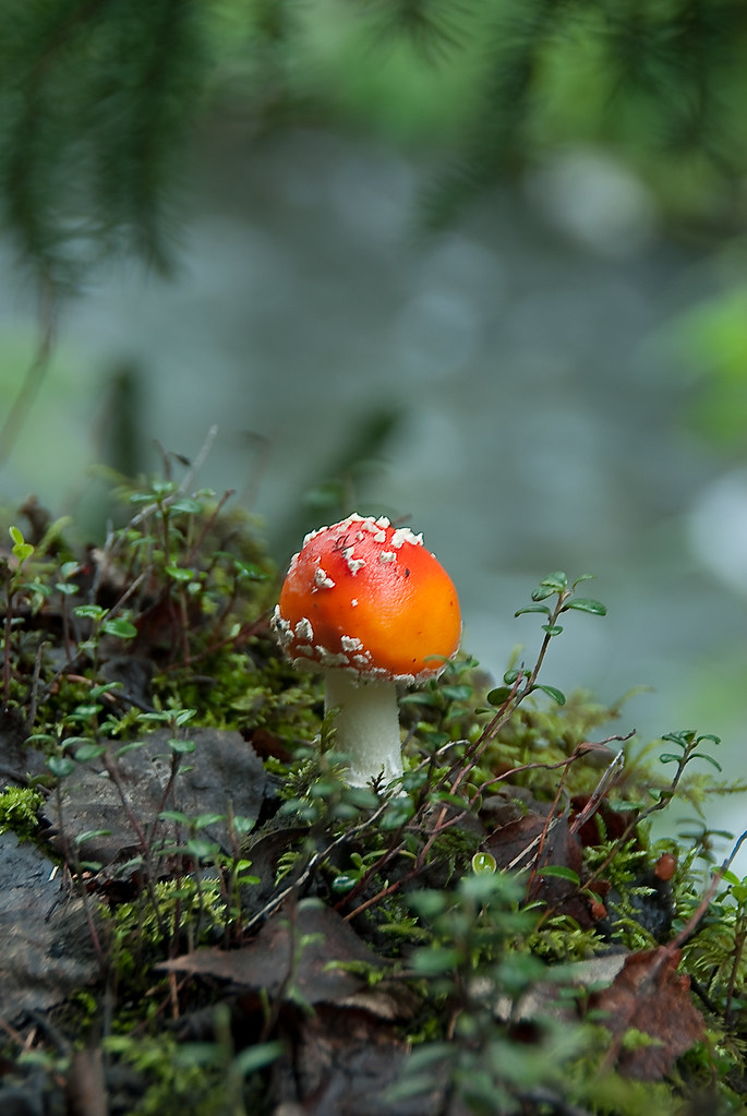 Steven_Drake_AK_2010-3