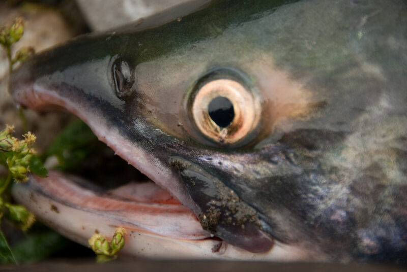 Close-up of a salmon fish head outdoors.
