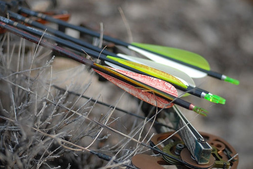 Arrows loaded on a compound bow outdoors.