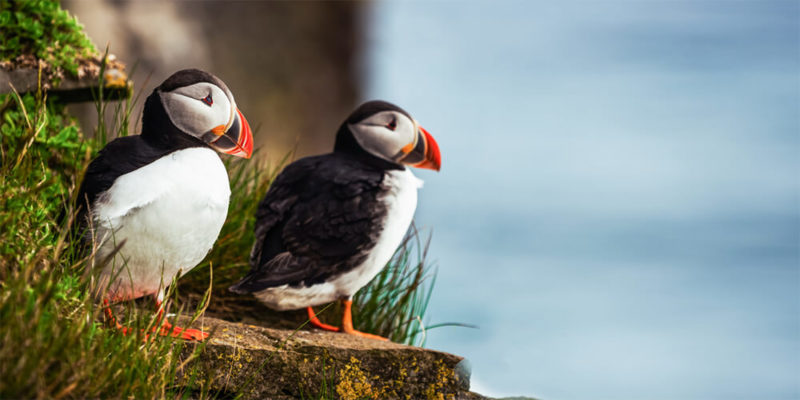 Earth Month Feature: The Conservation and Stewardship Wins of our ...